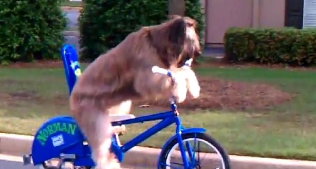 Fahrrad fahrender Hund
